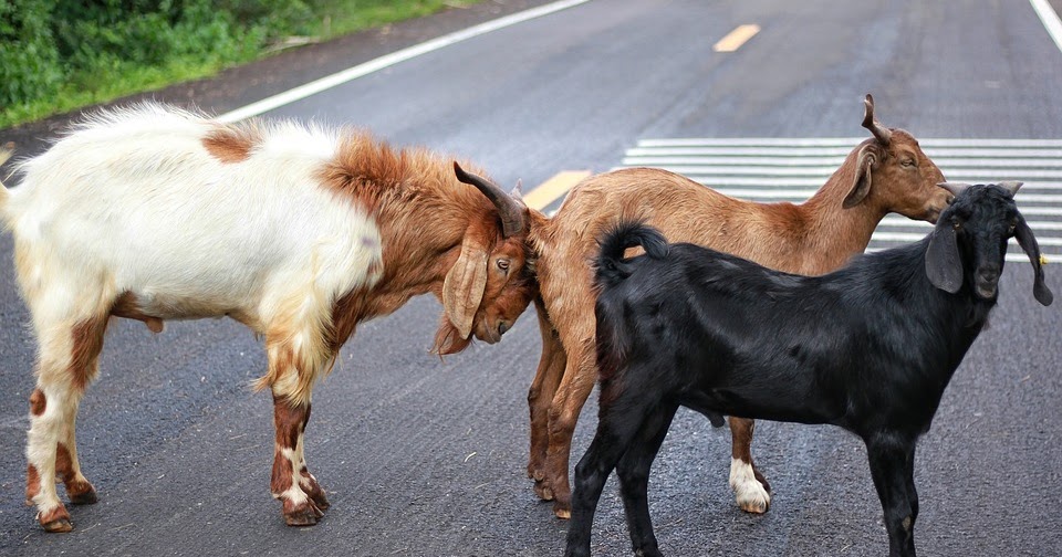 5 Goat Sicknesses and Diseases You NEED to Know About