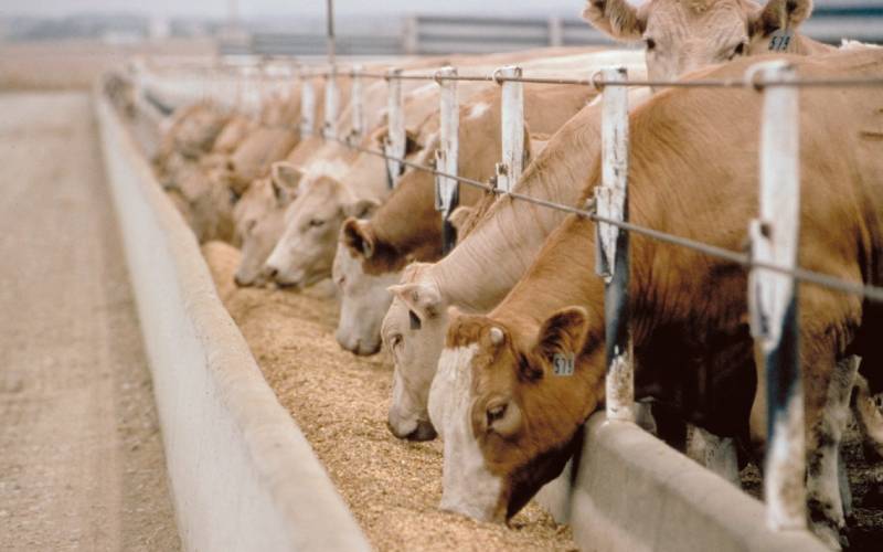 Best way to fatten up your beef cattle – Feedlots - The Standard