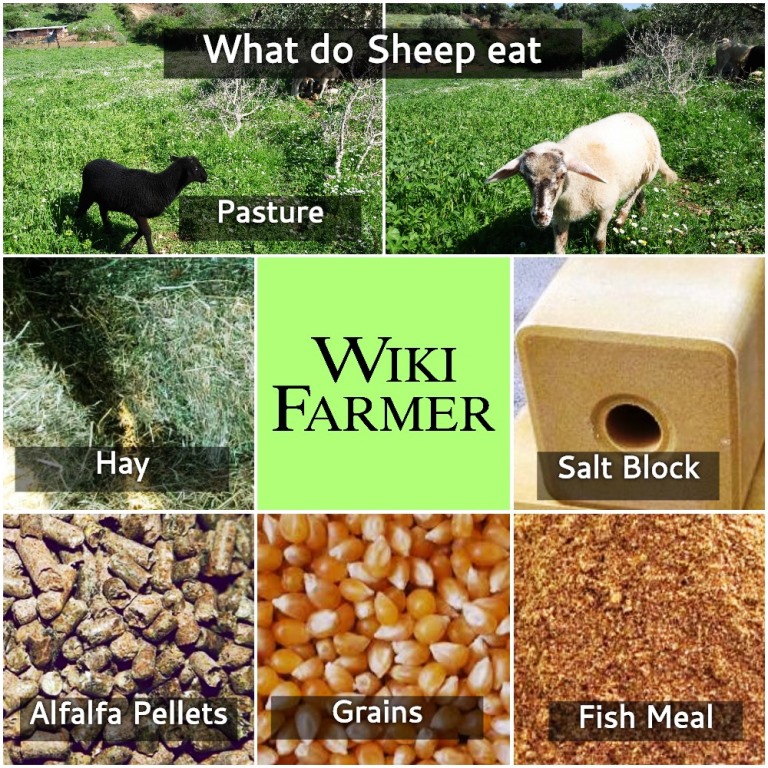 How To Feed Sheep - Justagric