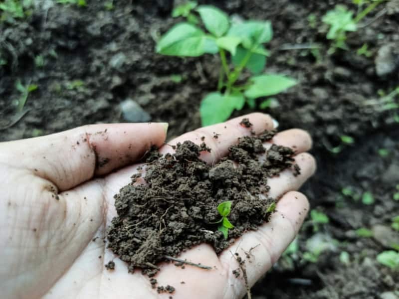 How to Improve Soil Fertility for Productivity - Garden Tips 2024 ...