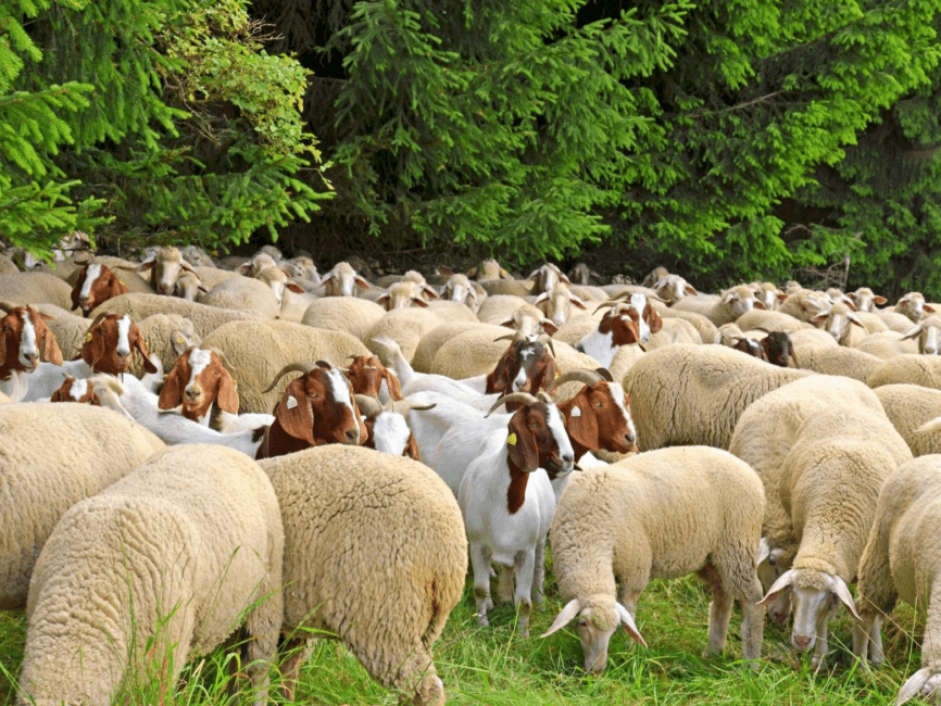 Goats | SellMyLivestock - The Online Livestock Marketplace