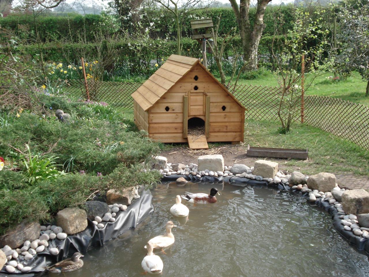 Duck Pond - How To Build It In Your Backyard
