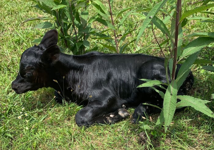 Five Benefits of Rotational Grazing - HubPages