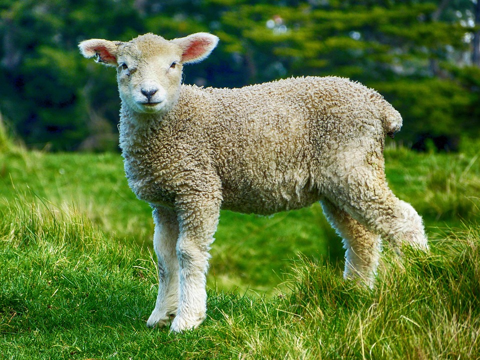 Lamb Farm Livestock · Free photo on Pixabay Lamb Farm Livestock · Free photo on Pixabay