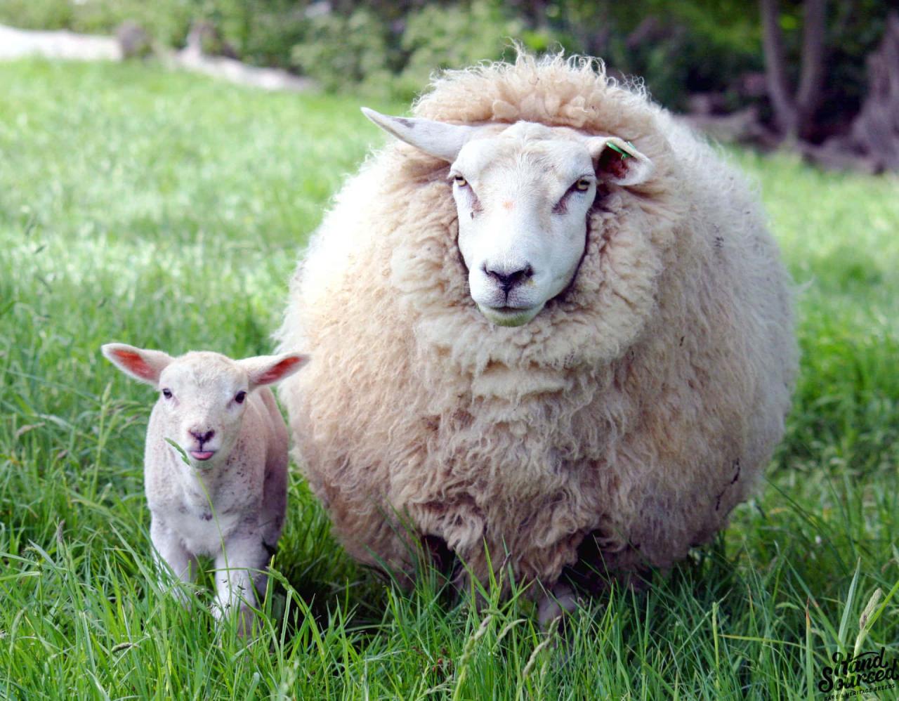 Download Adorable Lamb Grazing in Green Pasture | Wallpapers.com Download Adorable Lamb Grazing in Green Pasture | Wallpapers.com