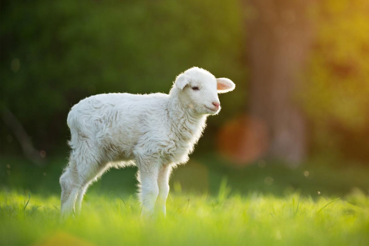 How to lamb sheep safely