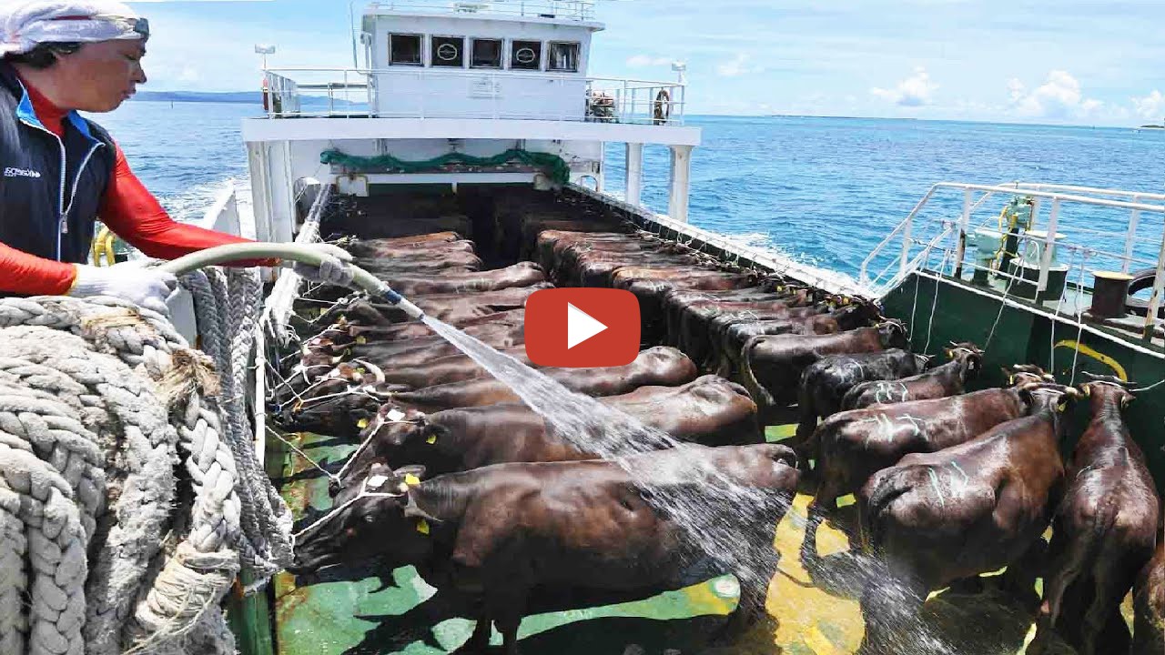 How to export livestock