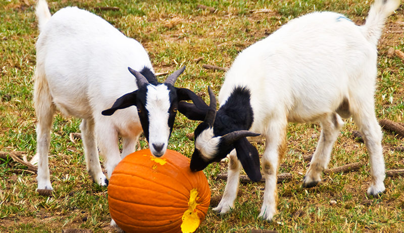 Grow Your Own Livestock Feed - Hobby Farms