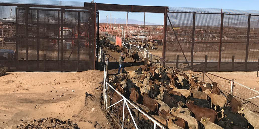 International Livestock Exports and Imports International Livestock Exports and Imports