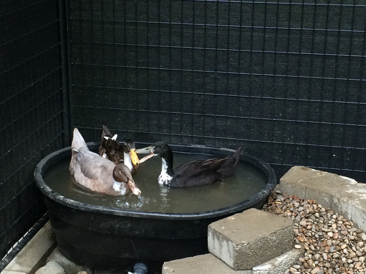 Making a Duck Pond | ThriftyFun