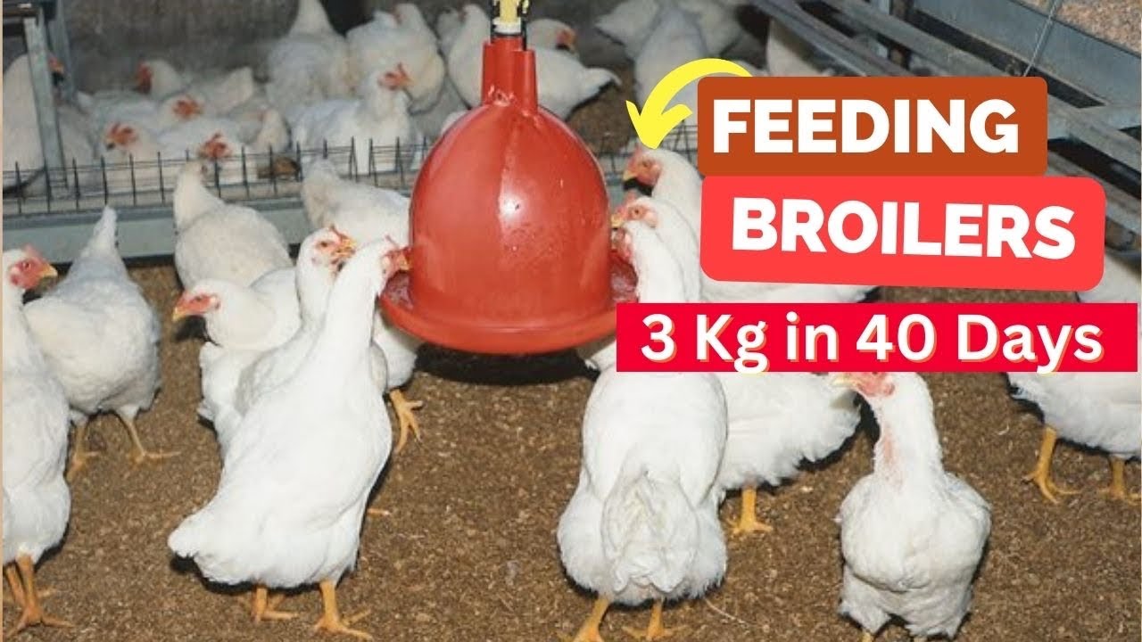 Best Methods of Raising Broiler Chickens - YouTube Best Methods of Raising Broiler Chickens - YouTube