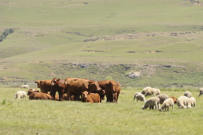 The Evolution of a Multi-Species Grazing Operation - Greg Brann Consulting