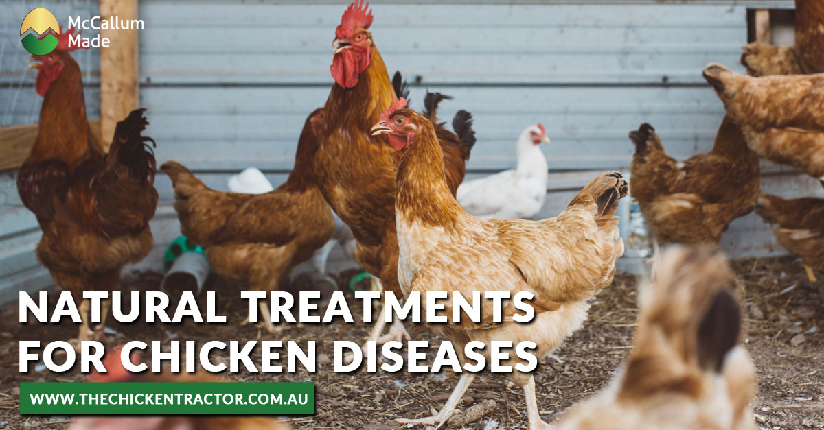How to Prevent Chicken Diseases| Purina Animal Nutrition | Chicken coop ...