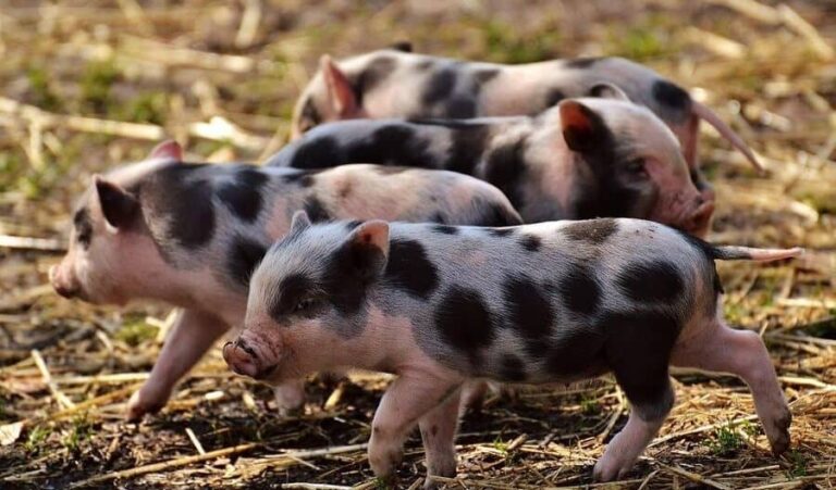How to Breed Pigs ~ Breeding Pigs the Right Way - Rural Living Today