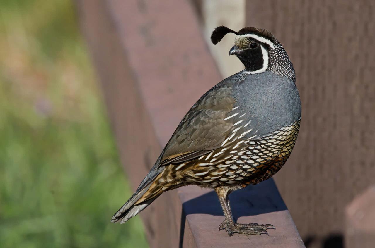 How to raise quail