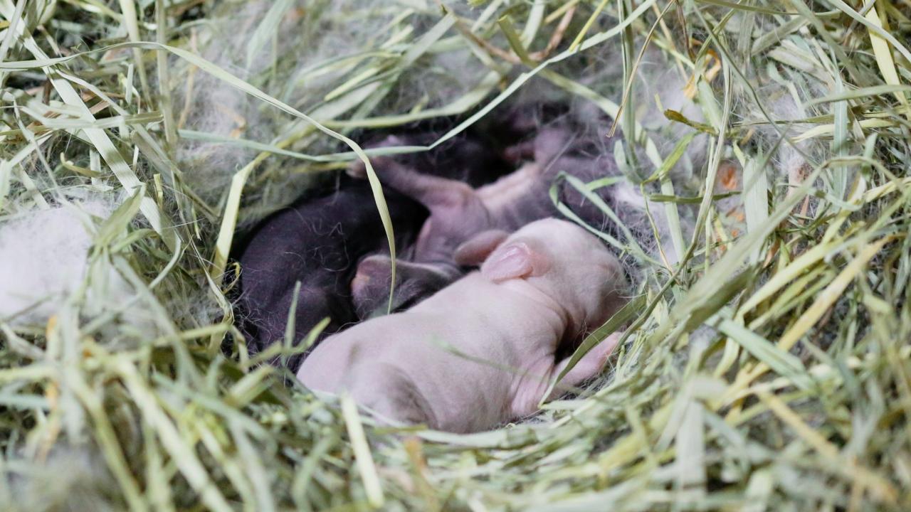 How to breed rabbits