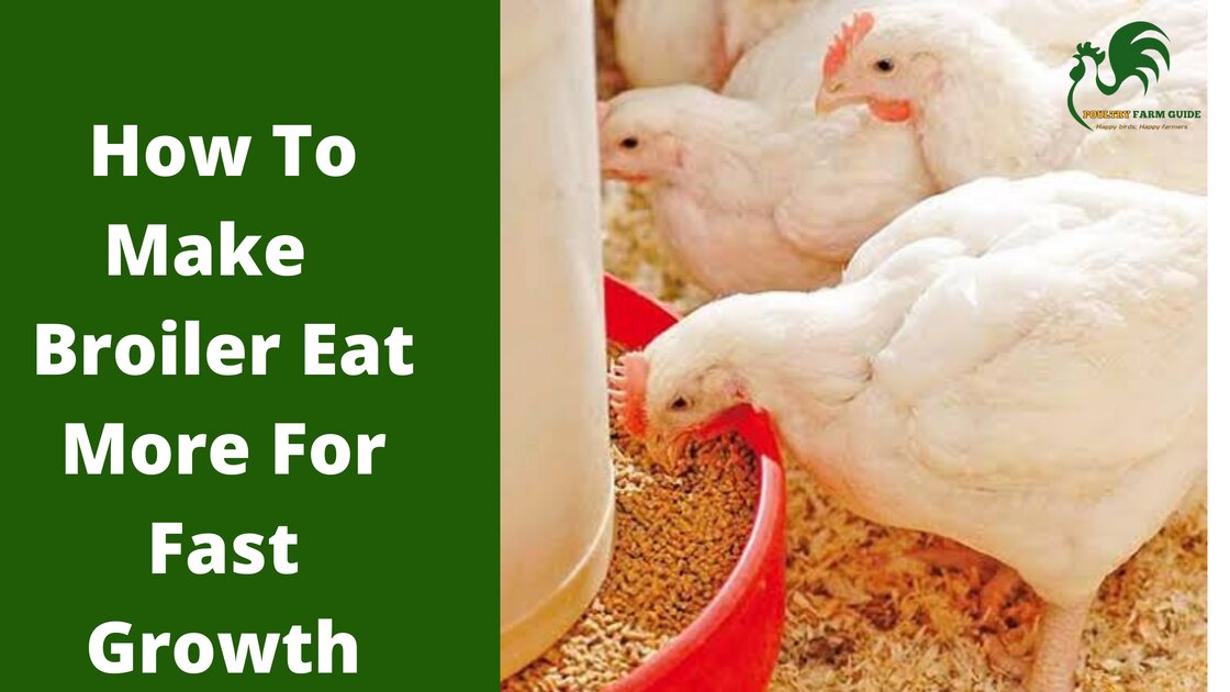 6 Tips To Naturally Fatten Up Your Chickens – Family Farm Livestock 6 Tips To Naturally Fatten Up Your Chickens – Family Farm Livestock