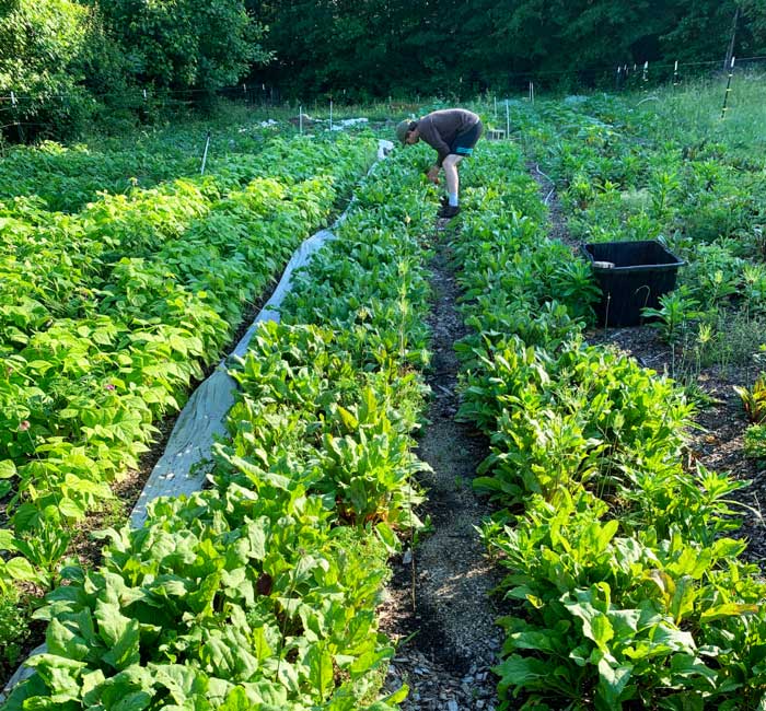 Small Backyard Farm: Learn The Basics Of Starting A Small Farm Small Backyard Farm: Learn The Basics Of Starting A Small Farm