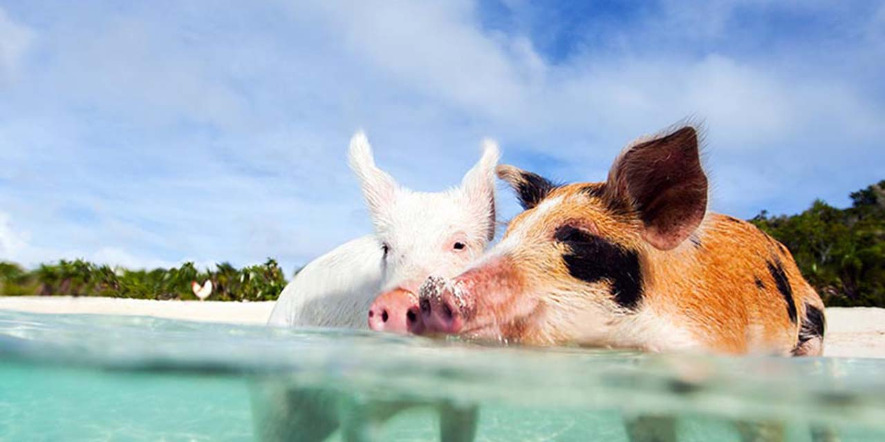 Tadeo - ☀️ Prevent Heat Stress in Your Livestock! 🐄🔥 Hot weather can be ... Tadeo - ☀️ Prevent Heat Stress in Your Livestock! 🐄🔥 Hot weather can be ...