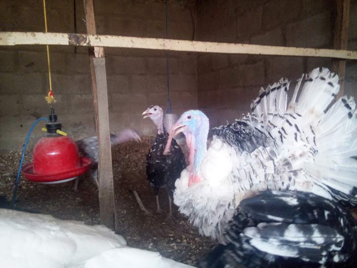 6 Simple Ways You Can Prevent Basic Turkey Diseases - BnetHub 6 Simple Ways You Can Prevent Basic Turkey Diseases - BnetHub