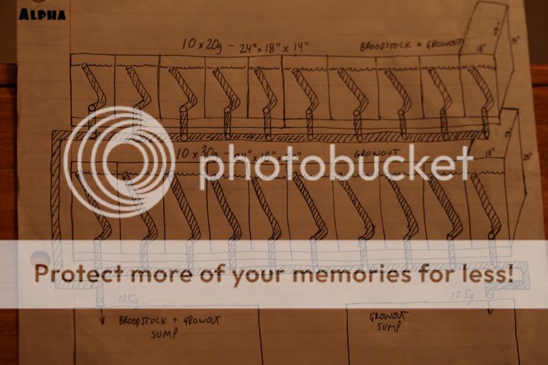 How to manage fish breeding tanks