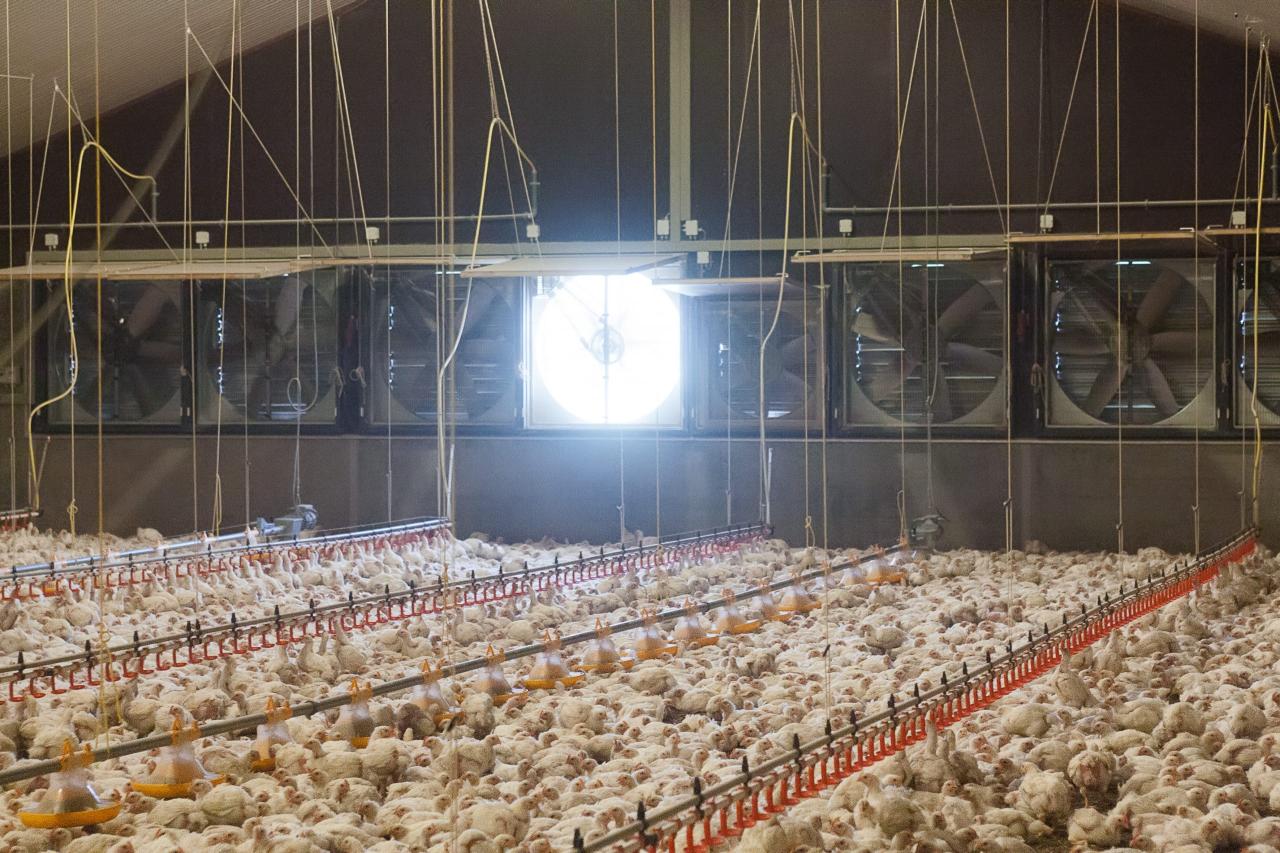 The Impact of Temperature Management on Poultry Health The Impact of Temperature Management on Poultry Health