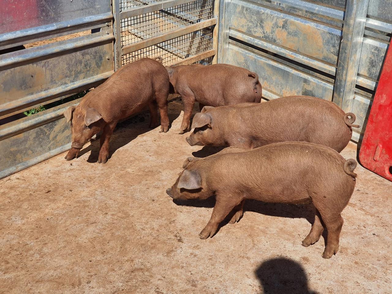 Breeding Stock Breeding Stock