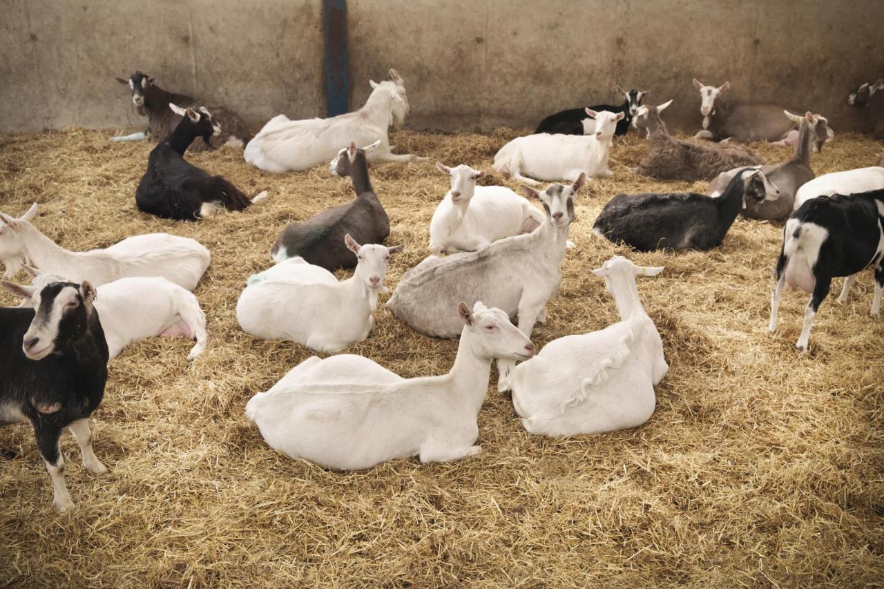 The ultimate guide to breeding goats – Artofit