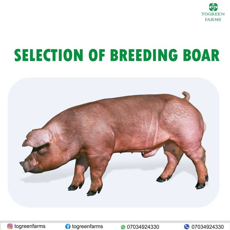 Togreen Farms on Instagram: “HOW TO MANAGE THE BOAR⁣ A young, healthy ...