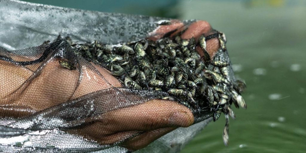 Over 90,000 fish fingerlings stocked in Weerawila Reservoir - Adaderana ...