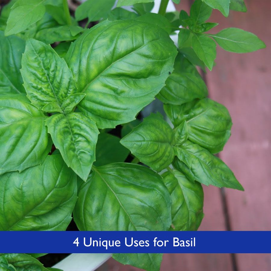4 Unique Uses for Basil | Uses for basil, Basil, Medical herbs