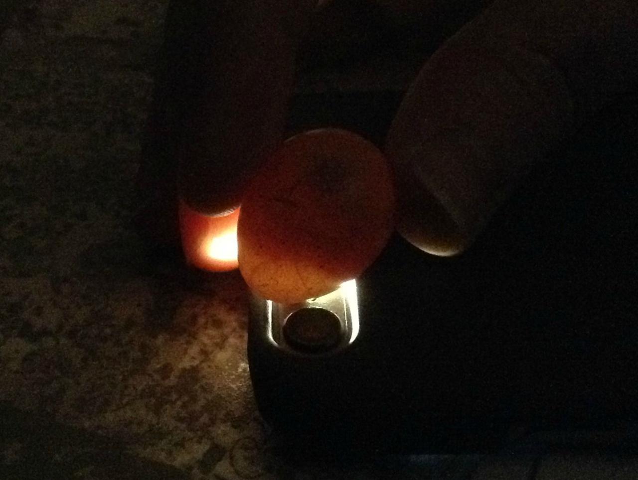 Beginners guide to hatching quail eggs - By a beginner ;) | BackYard ...