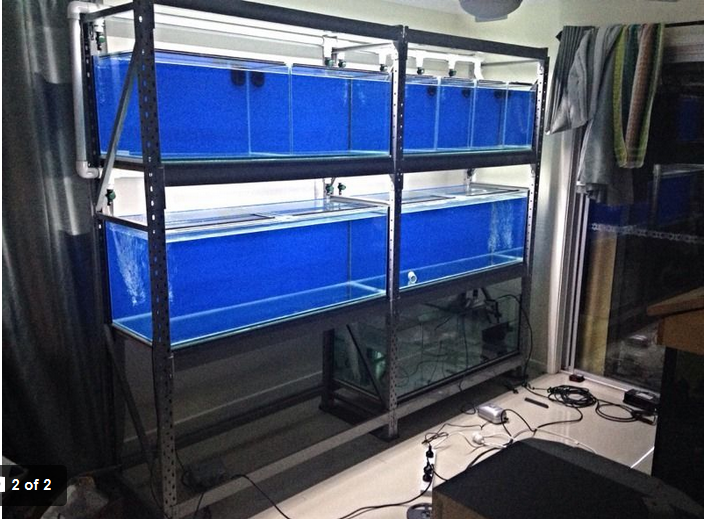 Fish Breeding Simplified: Ultimate Tank Setup Guide Fish Breeding Simplified: Ultimate Tank Setup Guide