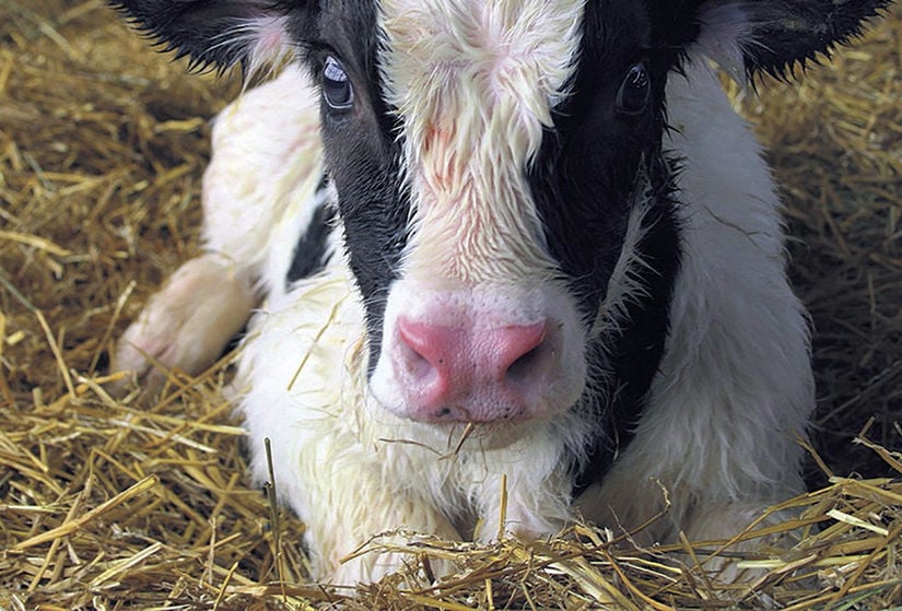 Manage newborn calves after dystocia | | agupdate.com