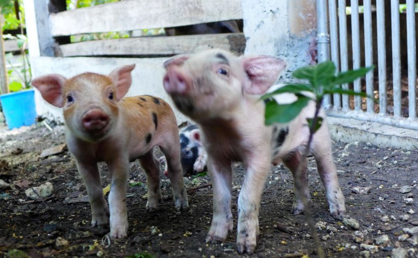 Piglet Crushing, Understanding and Managing – Duckduckbro Piglet Crushing, Understanding and Managing – Duckduckbro