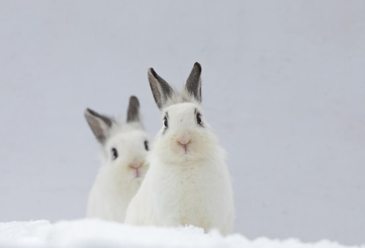 Maximizing Rabbit Lifespan: Health and Care Guide