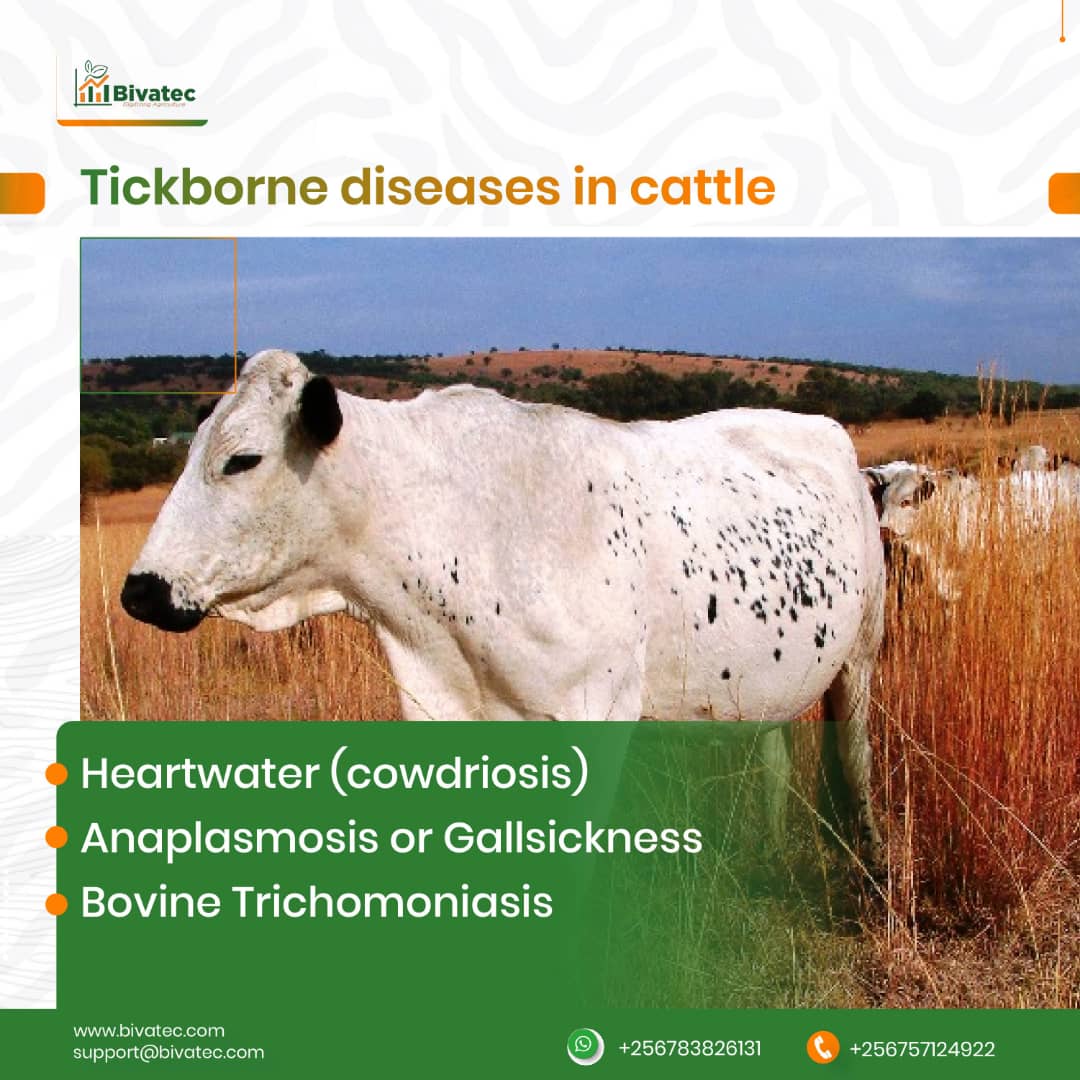 Common cattle diseases by Dr.Pavulraj.S, M.V.Sc., Pathology scholar ...