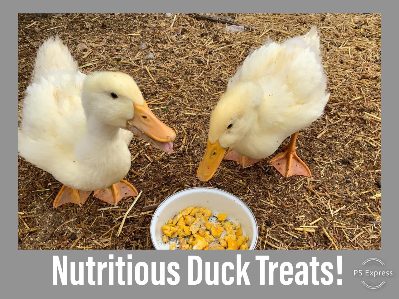A guide to common duck diseases backyard poultry – Artofit