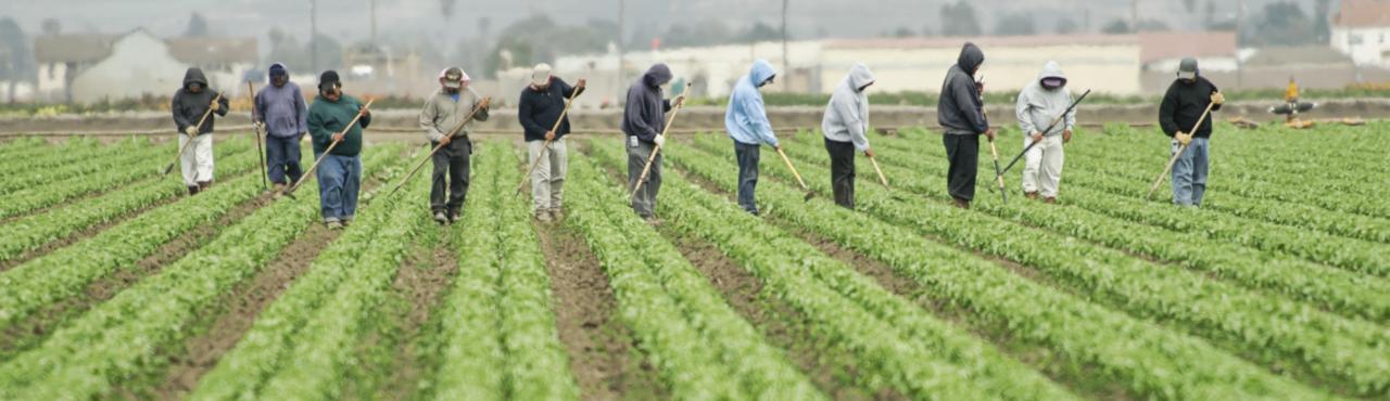 Recruiting Labor for Your Farm Recruiting Labor for Your Farm