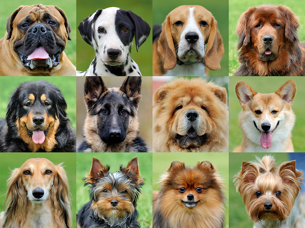 Dog Breeds.