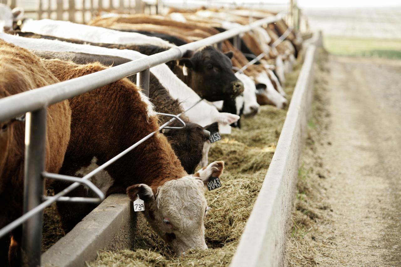 Feed Grains for Beef Cattle - BeefResearch.ca Feed Grains for Beef Cattle - BeefResearch.ca