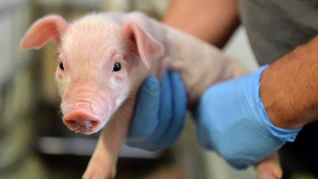 Respect for animal and living things | Be good 2030