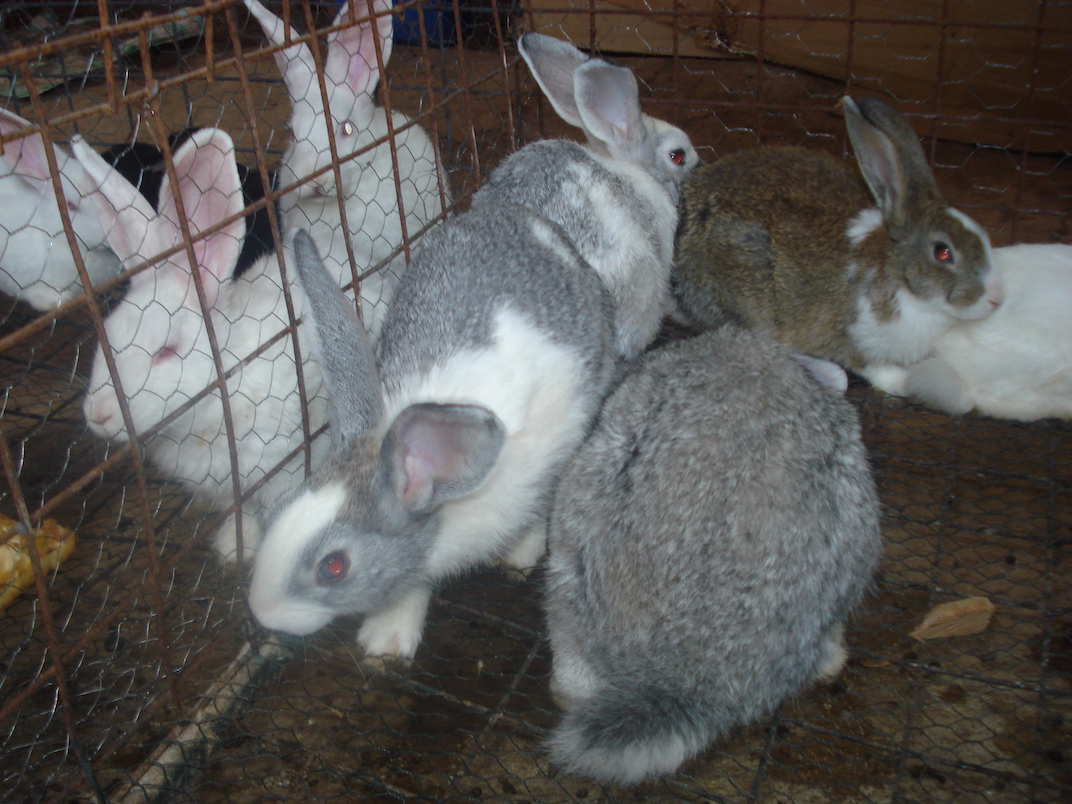 Breeding Stock | Learn Entreprises Breeding Stock | Learn Entreprises