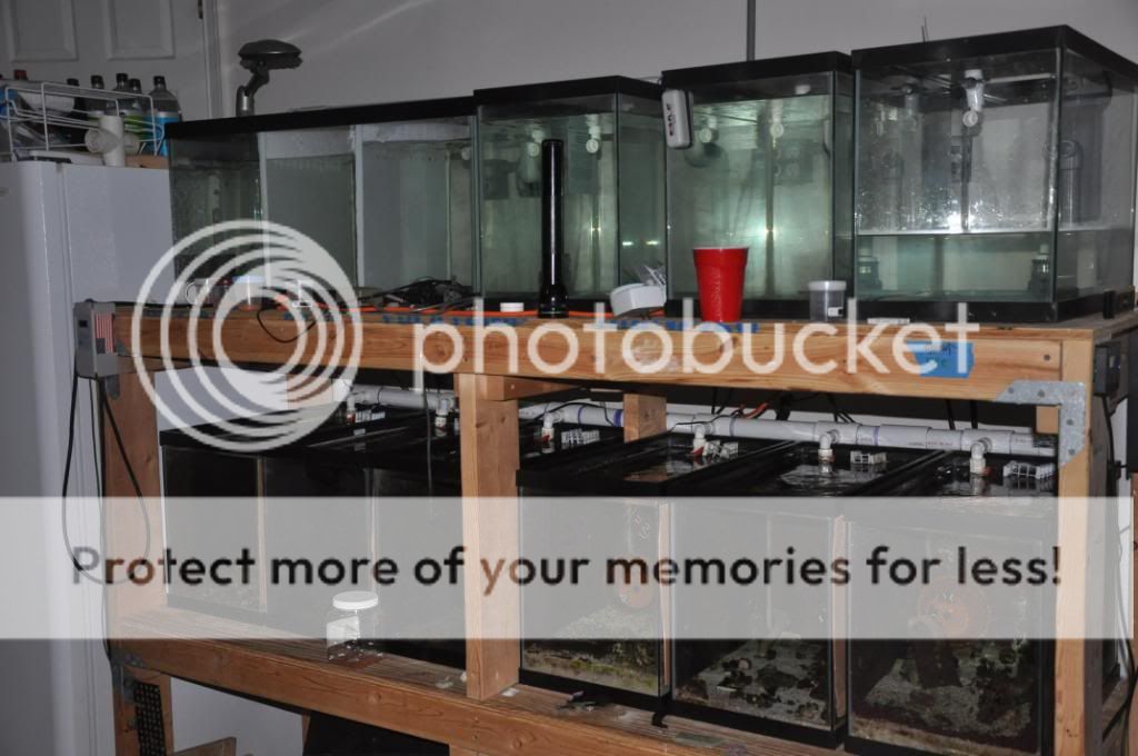 How to manage fish breeding tanks