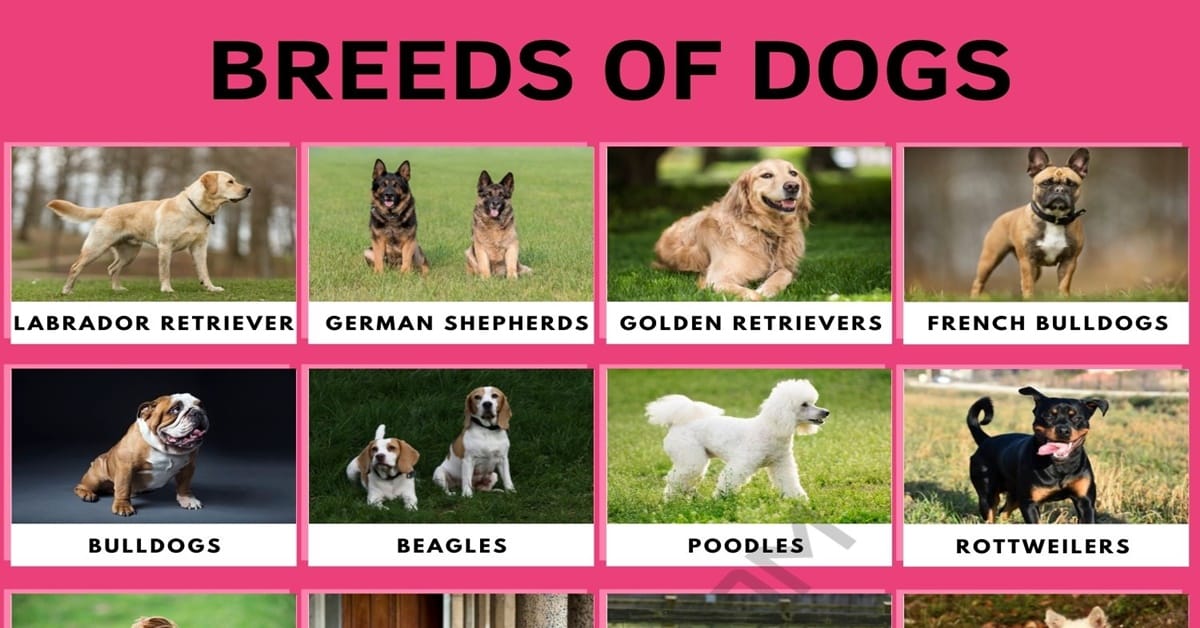 Dog Breeds: Different Types of Dogs with Cool Facts • 7ESL