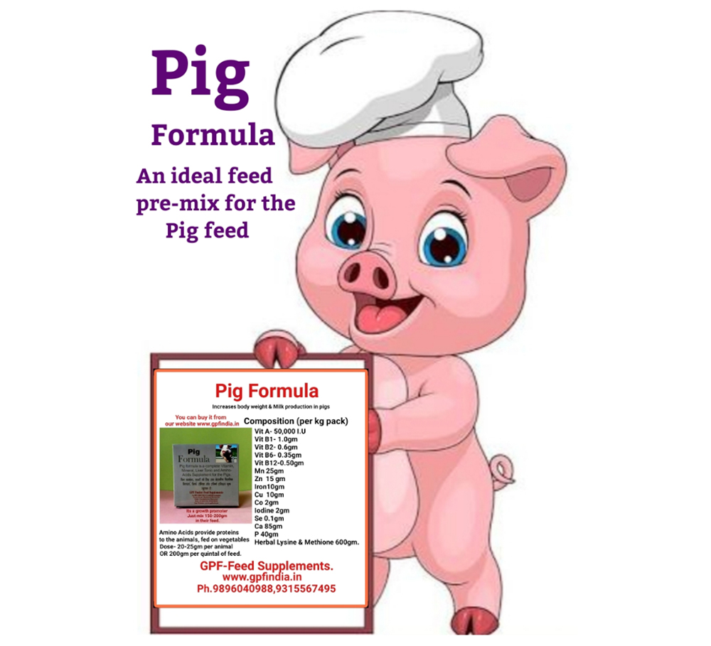 Guide On Pig Feed Formulation In Nigeria For Beginners - Aqua4Nations Guide On Pig Feed Formulation In Nigeria For Beginners - Aqua4Nations