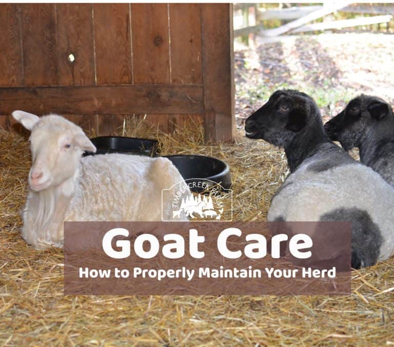 Common Goat Diseases, Symptoms, and Treatment: Check How this Guide ... Common Goat Diseases, Symptoms, and Treatment: Check How this Guide ...