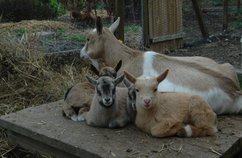 A Comprehensive Guide to Goat Breeding for Beginners
