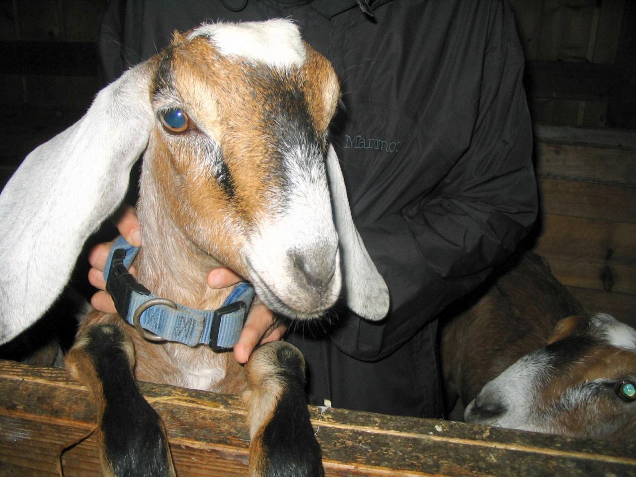 27 | Which Goats Should I Keep for Breeding? How to Select Replacement ...