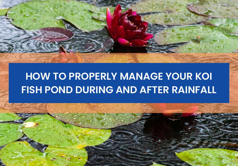 How to Reduce pH Levels in a Pond: Expert Tips Unveiled
